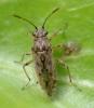 Nysius sp.